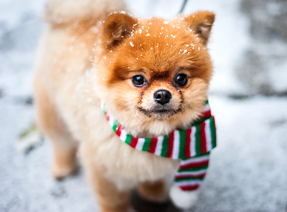 Poomeranian Spitz Boo
