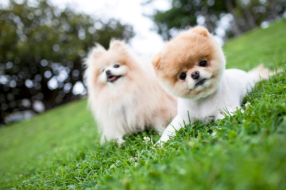 Maltipoo micro.