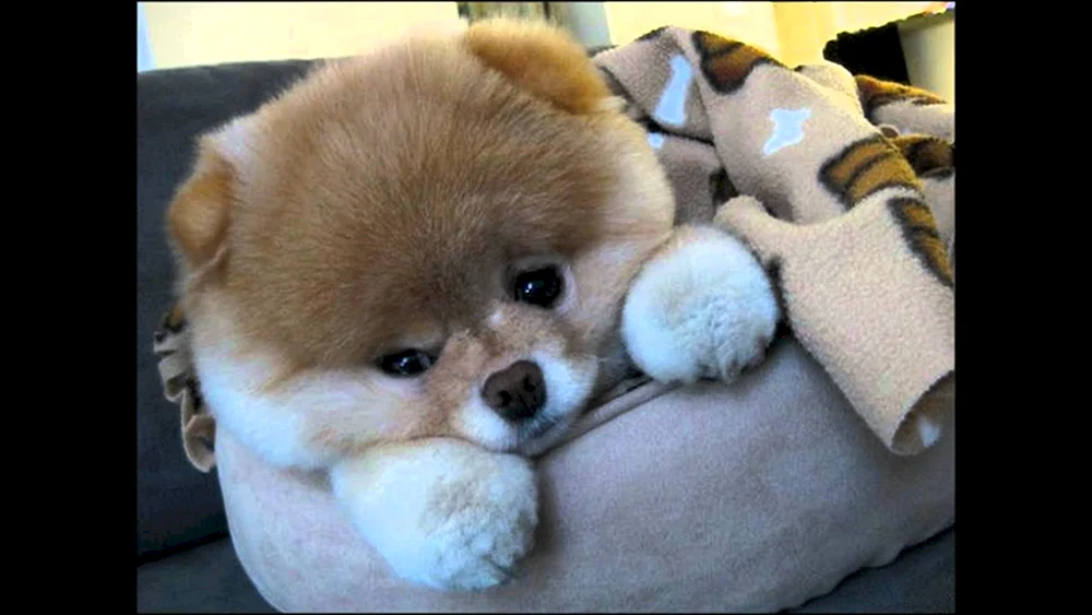 Pomeranian Spitz BOO