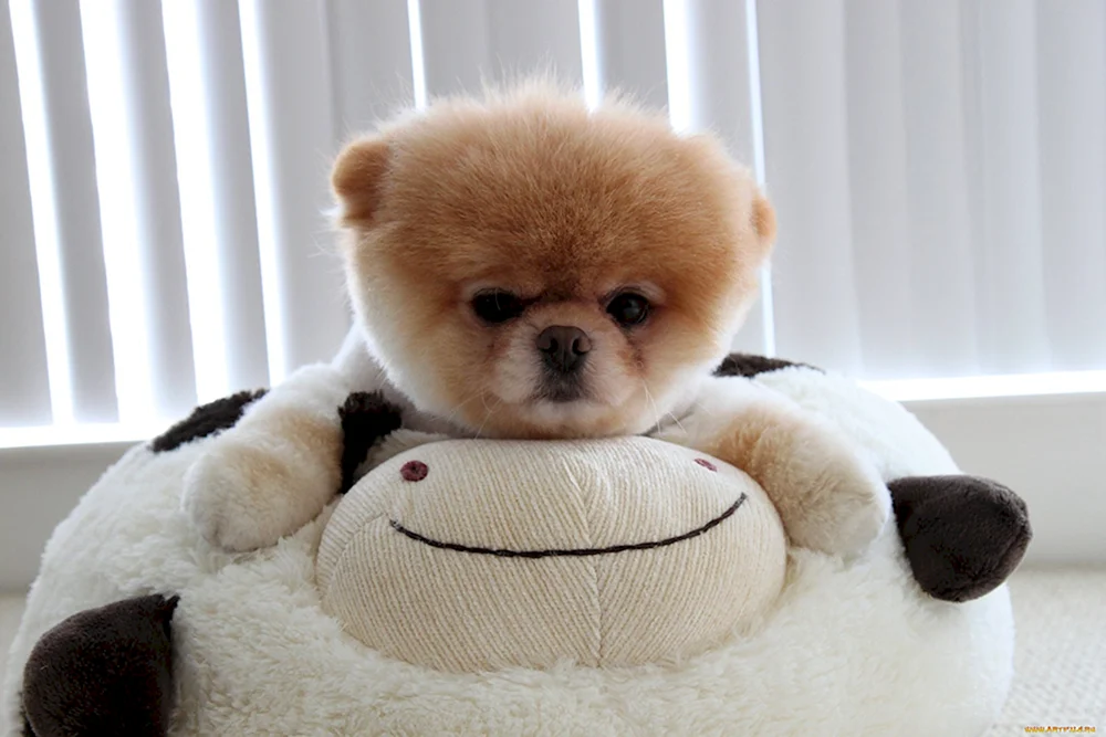 Pomeranian Spitz Boo