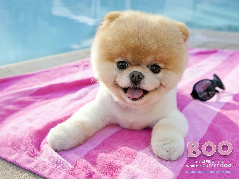 Pomeranian Spitz Boo