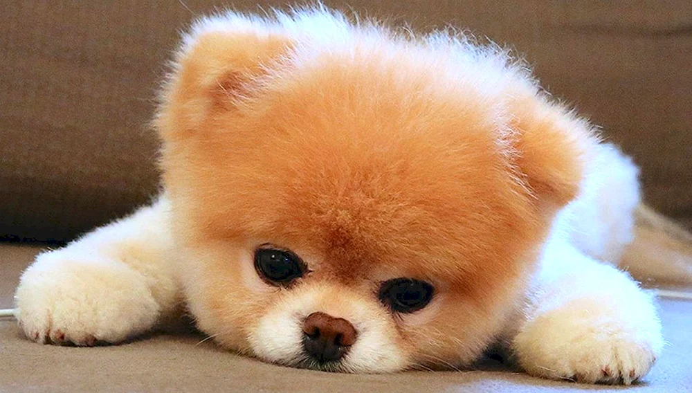 Spitz Boo