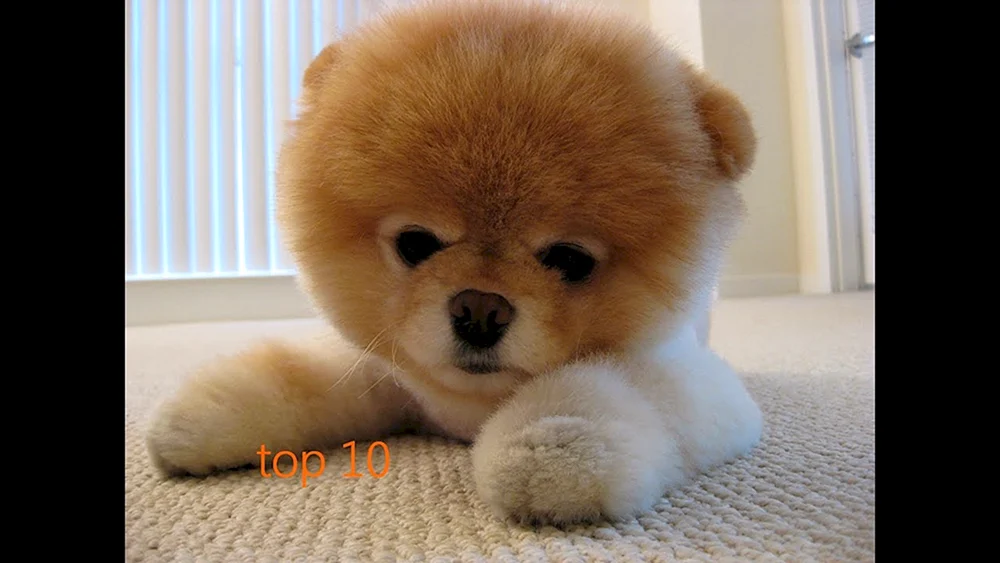Pomeranian Spitz Boo