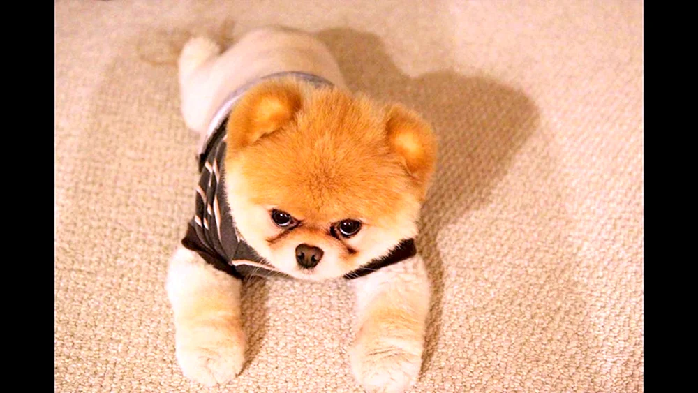 Pomeranian Spitz Boo