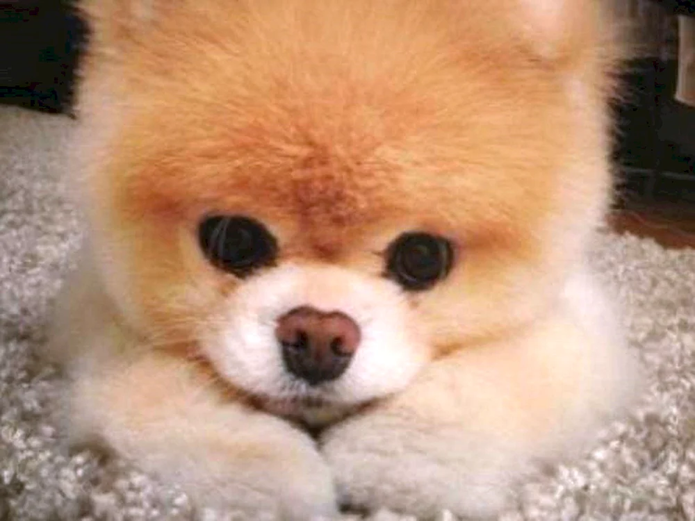 Pomeranian Spitz BOO
