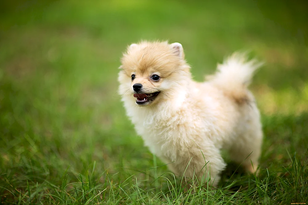 Pomeranian Spitz BOO