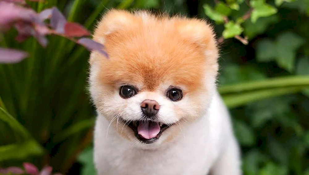 Pomeranian Spitz Teacup.
