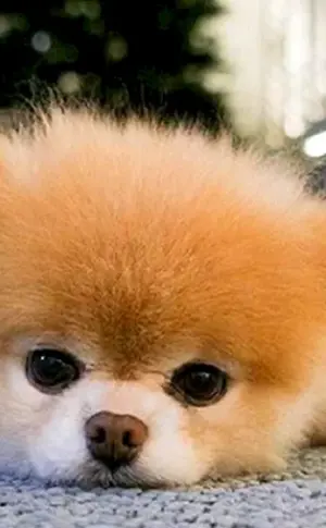 Pomeranian Spitz Boo