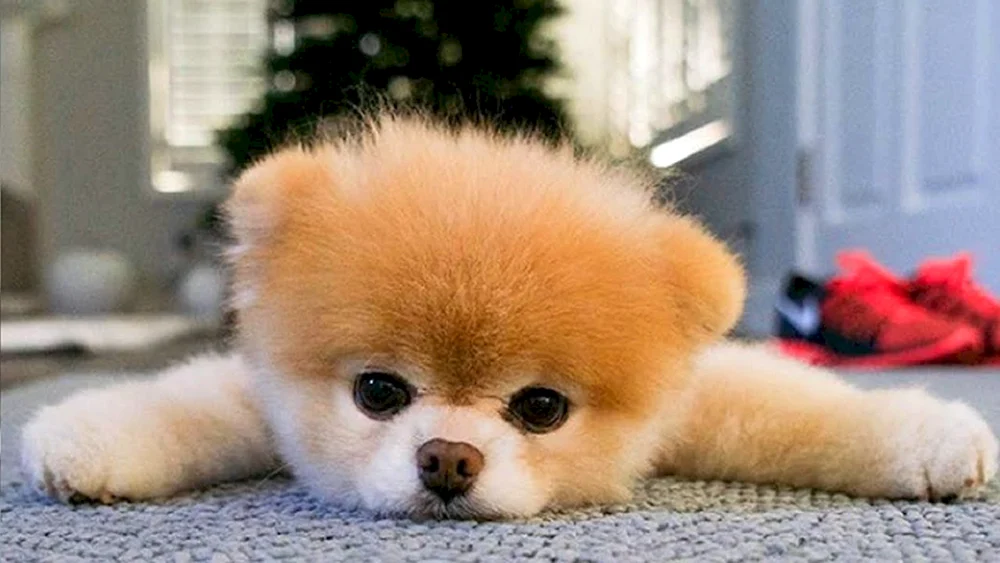 Pomeranian Spitz Boo