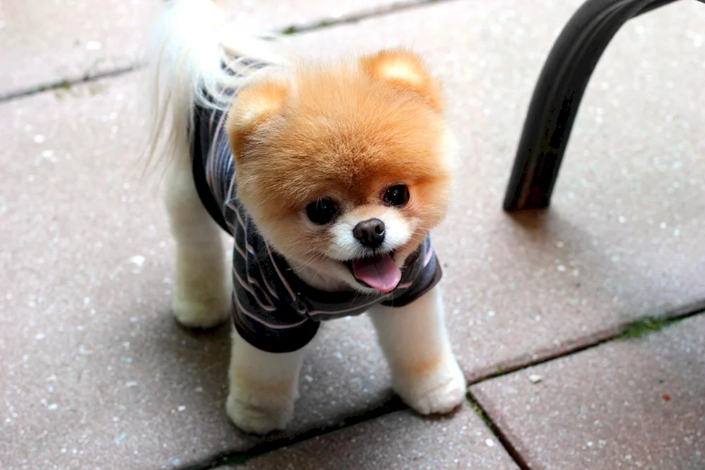 Pomeranian Spitz BOO