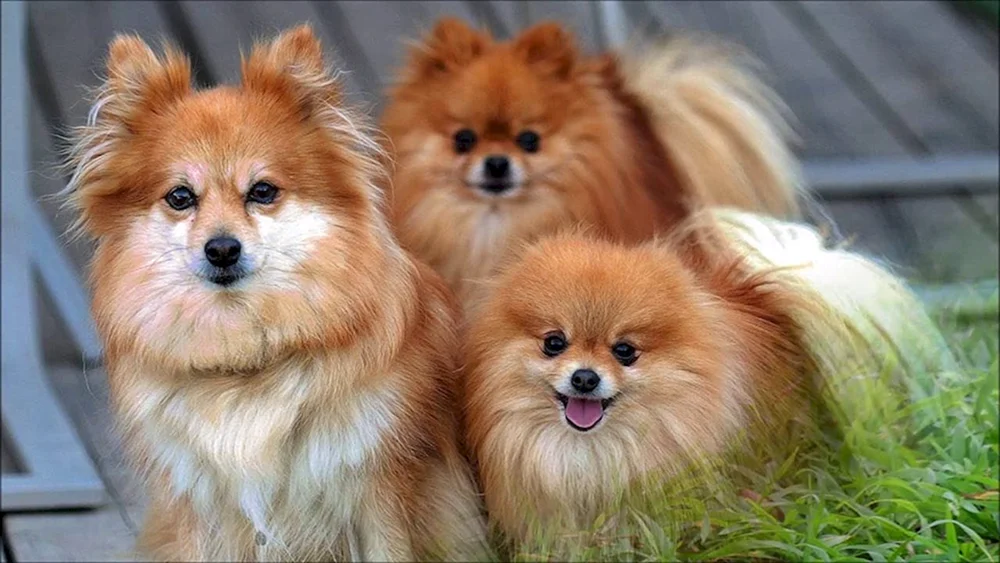 Eschkor Terrier Terrier