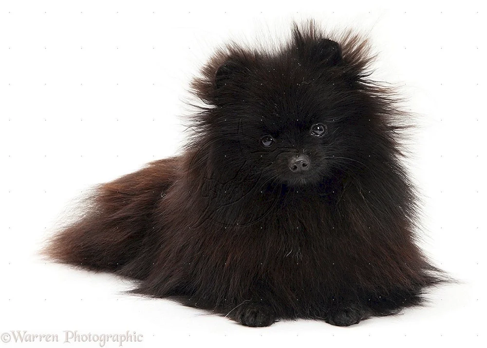 Pomeranian Spitz schwarz