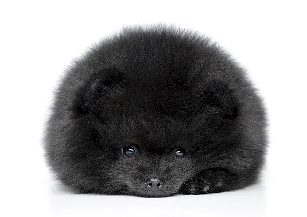 Pomeranian Spitz schwarz
