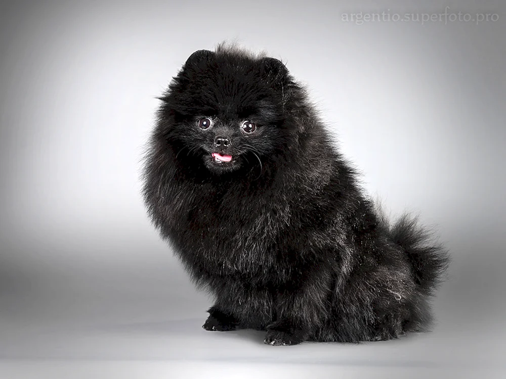 Pomeranian Spitz Spitz schwarz