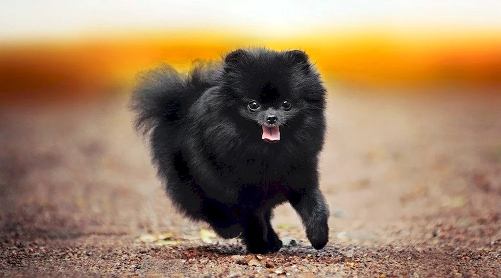 Pomeranian Spitz schwarz
