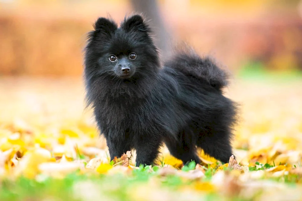 Pomeranian Spitz schwarz