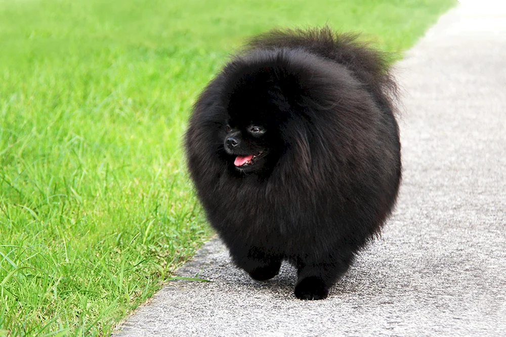 Mini-Spitz schwarz