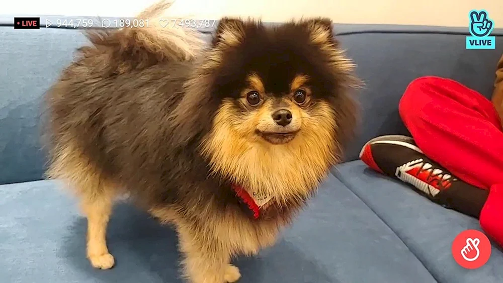 Spitz Yongtan