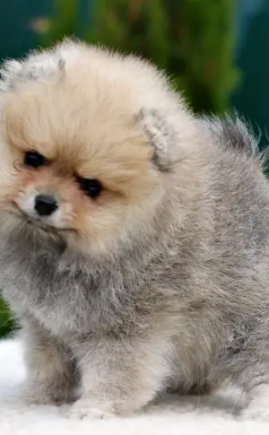 Pomeranian Spitz blau