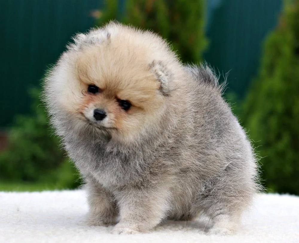 Pomeranian Spitz blau