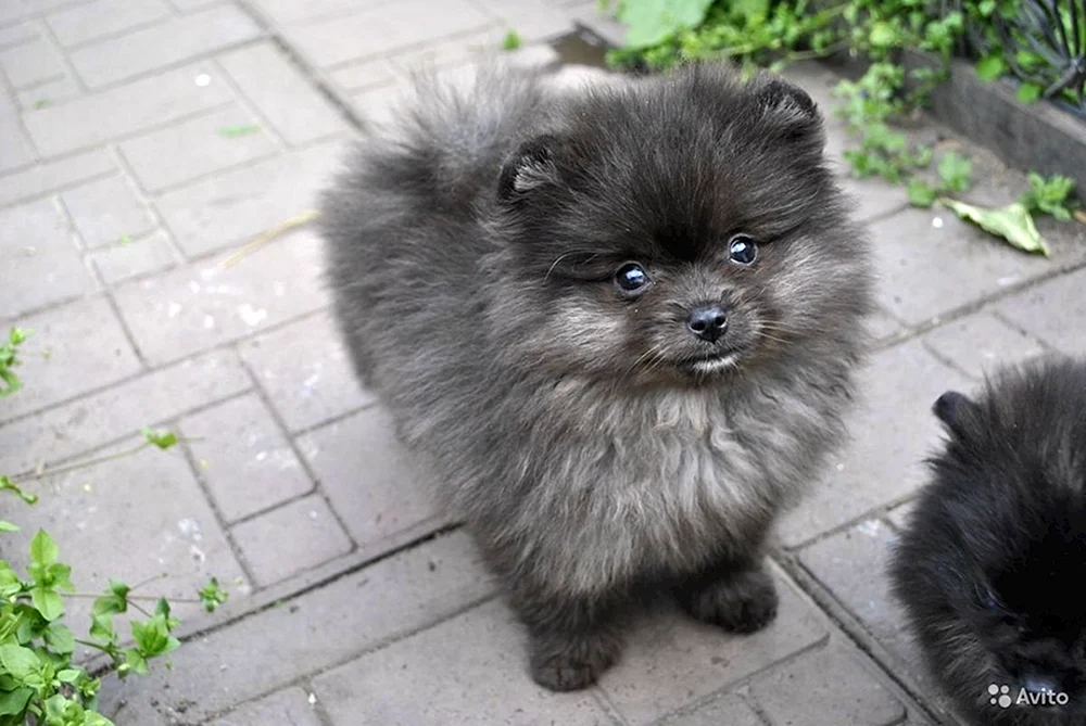 Pomeranian Spitz blau