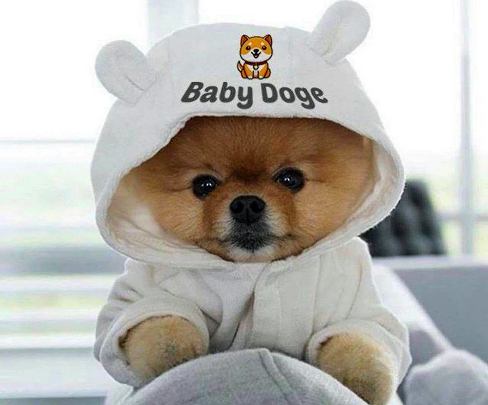 Pomeranian Spitz jiffpom