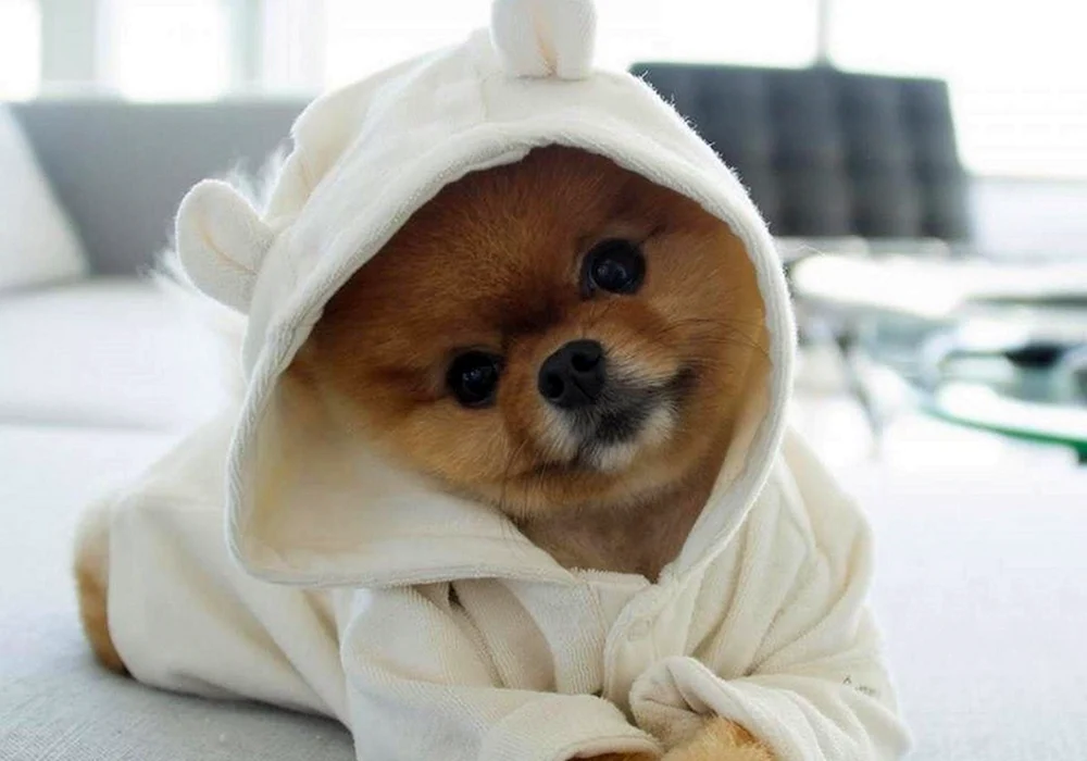 Pomeranian Spitz jiffpom