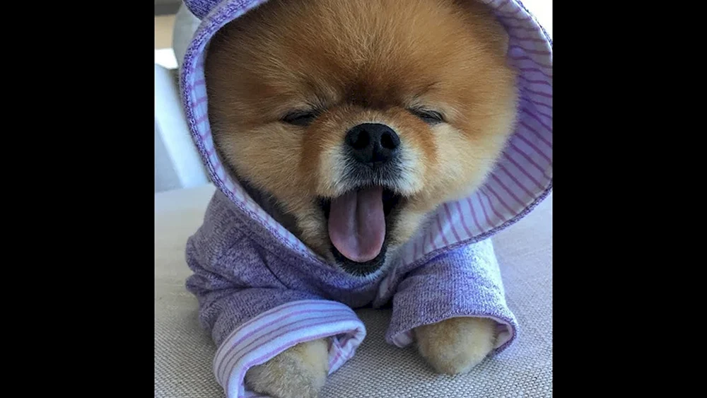 Pomeranian Spitz jiffpom