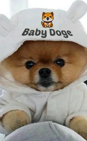Pomeranian Spitz jiffpom