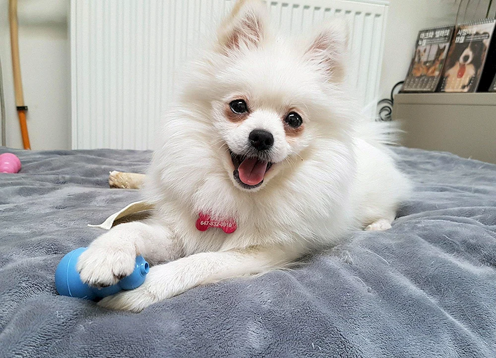 Koreanischer Spitz Mini