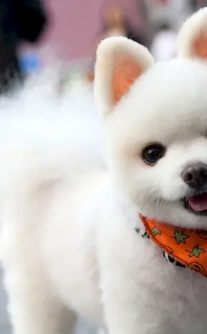Koreanischer Pomeranian Spitz