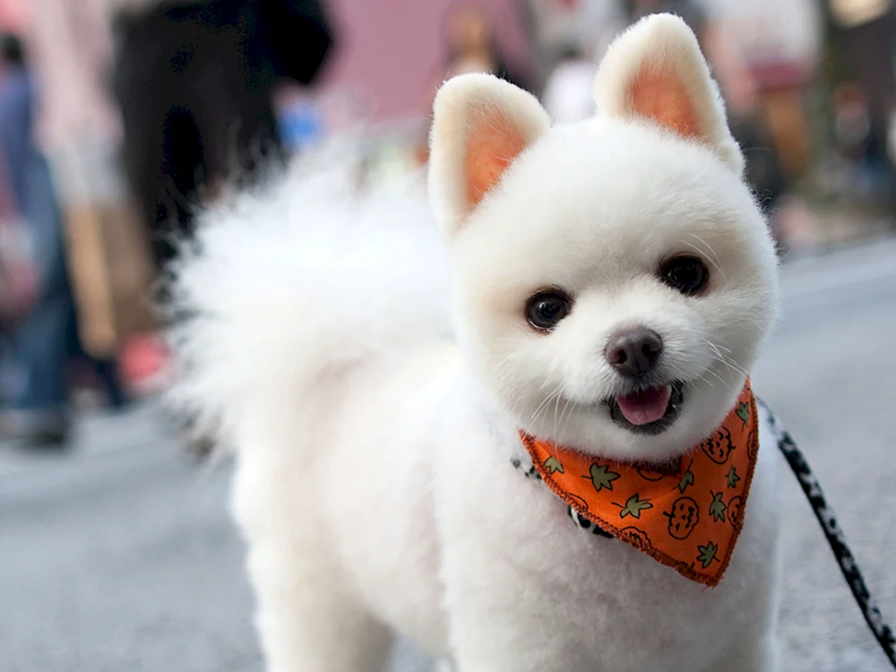 Koreanischer Pomeranian Spitz