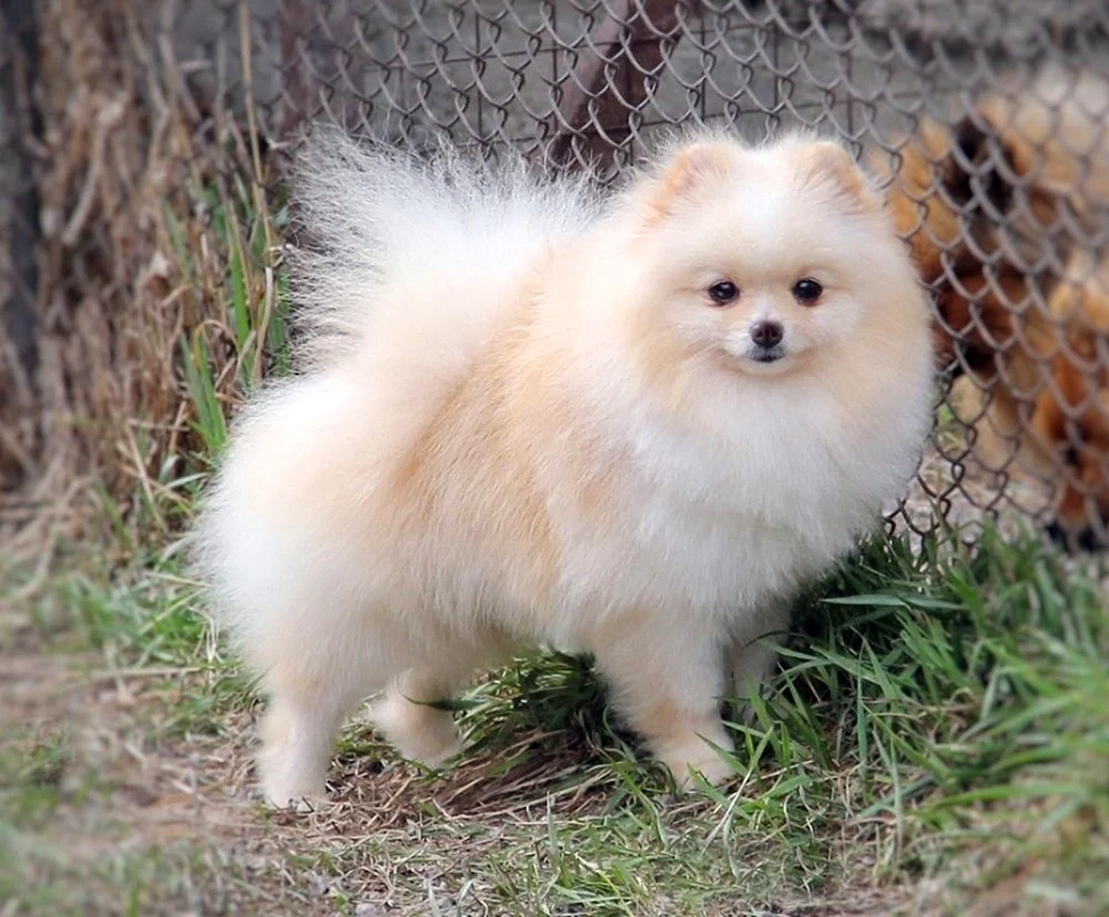 Pomeranian Foxhound
