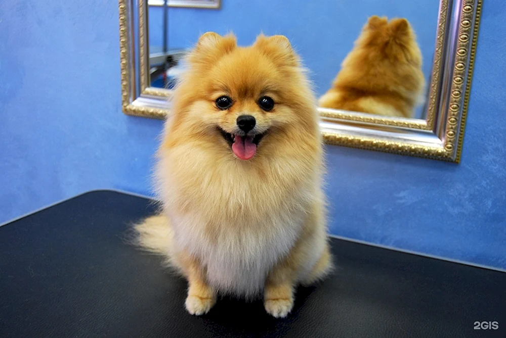 Pomeranian Spitz Fuchsohren