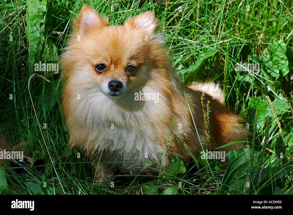 Pomeranian Foxhound