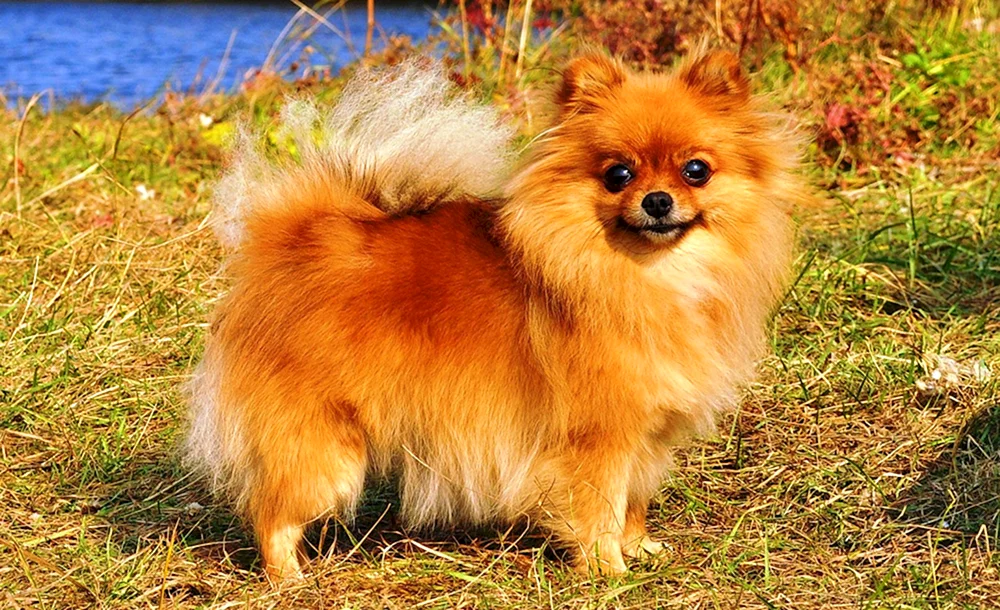 Tibetischer Mastiff