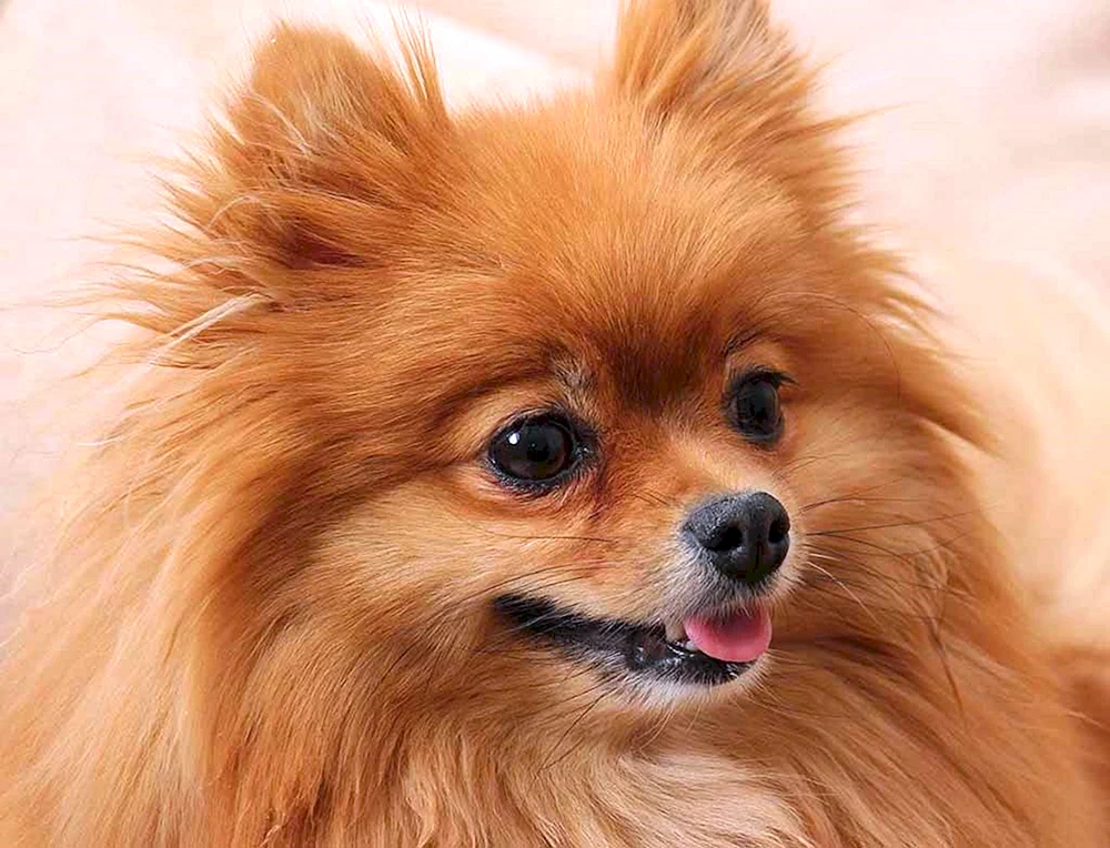 Mini Chow- Chow