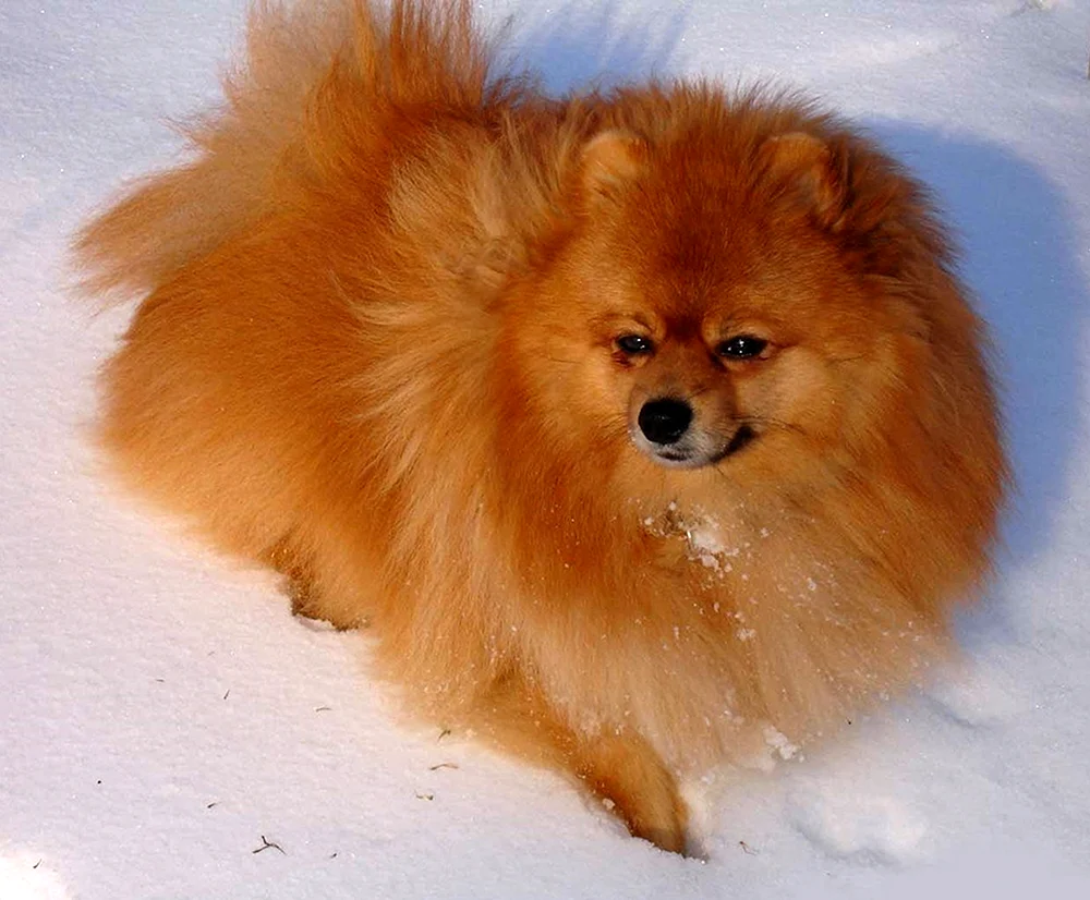 Siba Inu