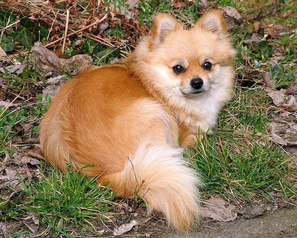 Chihuahua pomchi