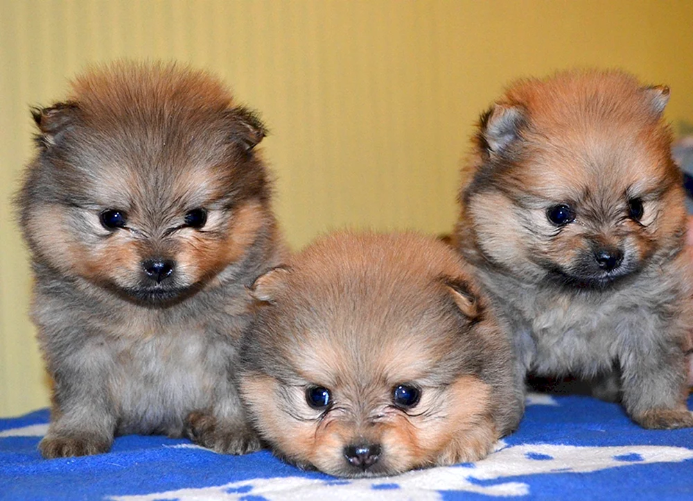 Pomeranian Spitz Teacup.