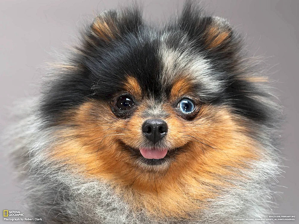 Pommerscher Spitz Merle