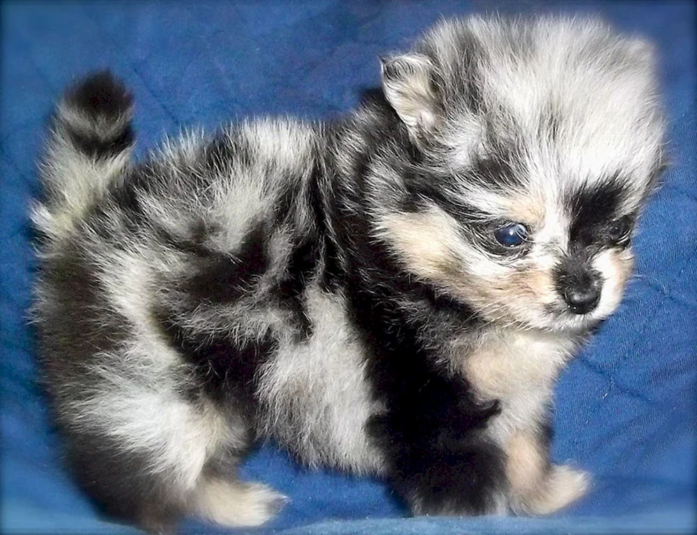 Spitz Farbe Merle