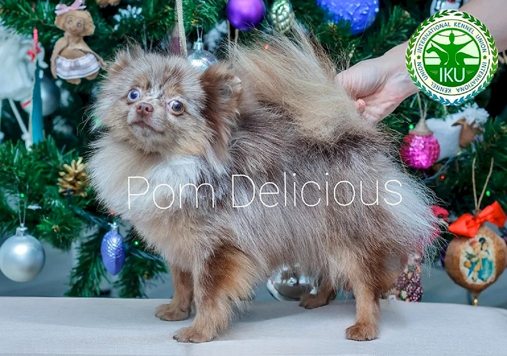 Spitz Blau Merle