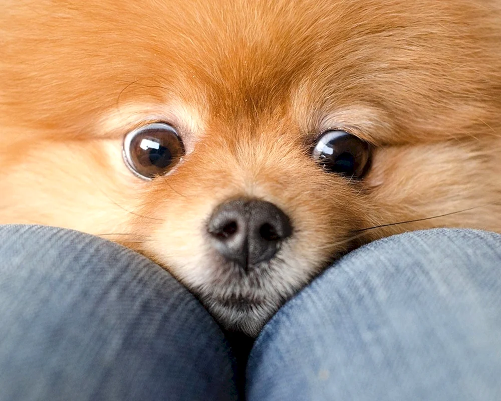 Pomeranian Spitz