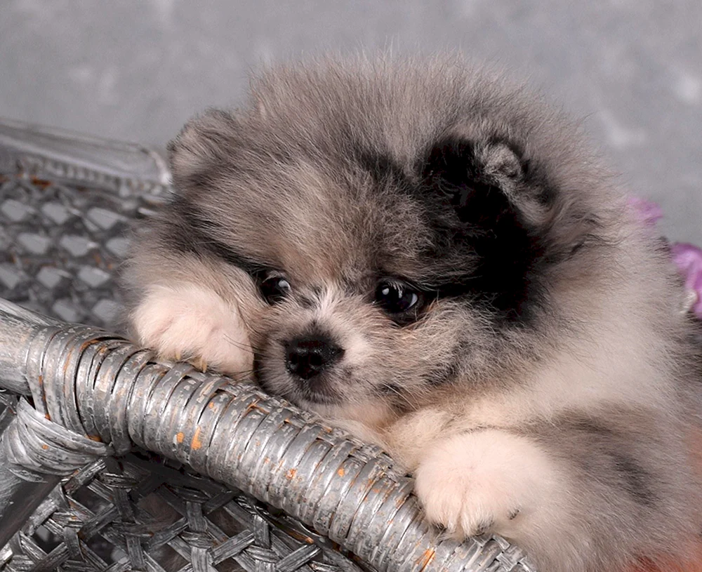 Spitz Farbe Merle