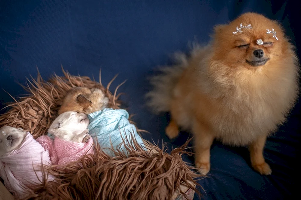 Pomeranian Spitz Welpen Neugeboren