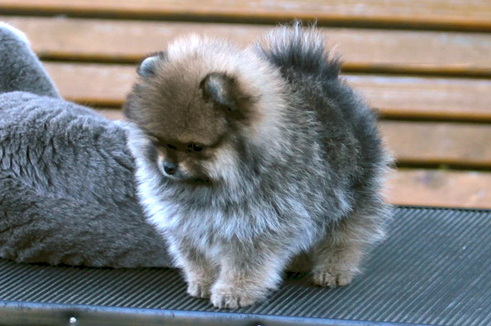 Pomeranian Spitz aschfarben