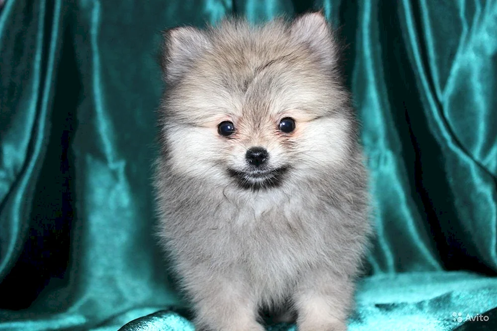 Pomeranian Spitz aschfarben