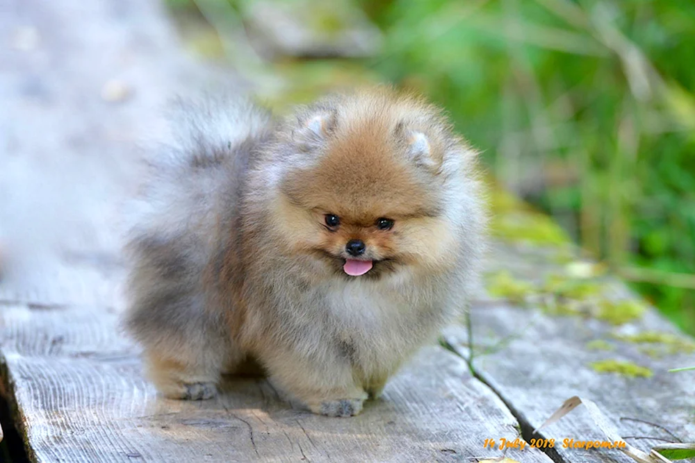 Keeshond Wolfspitz