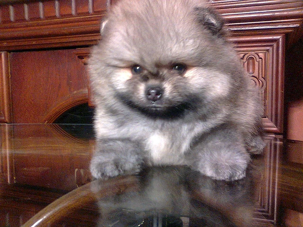 Pepelny Spitz